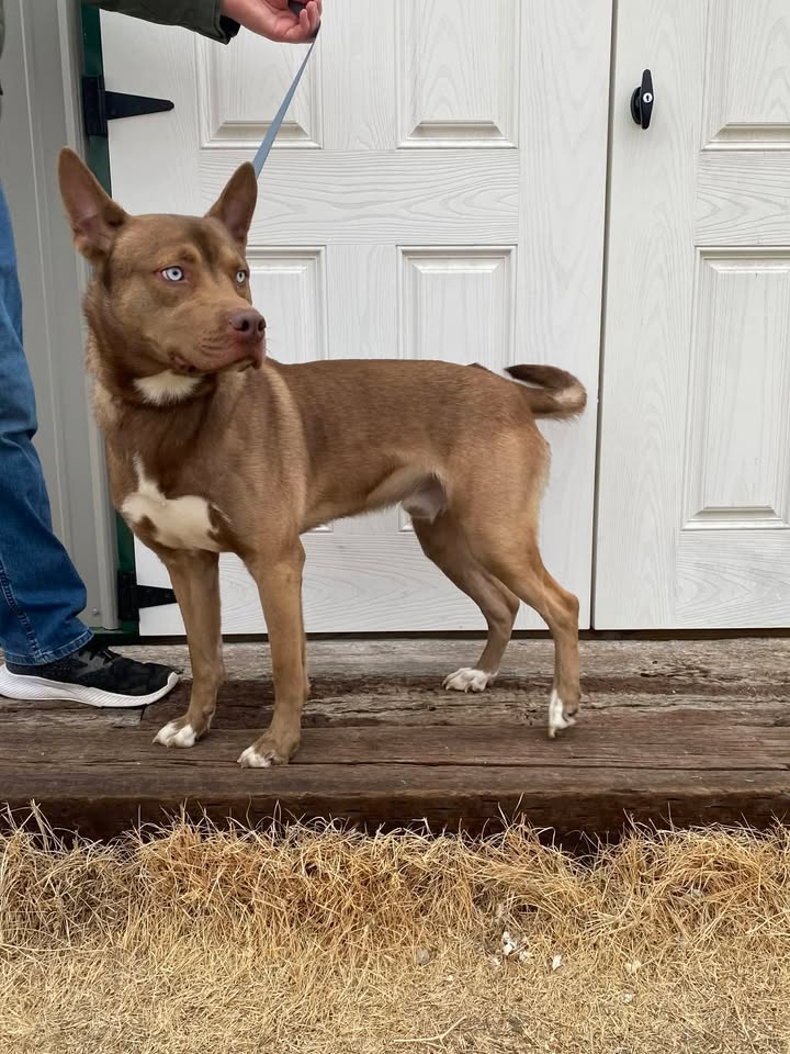 McCook Humane Society