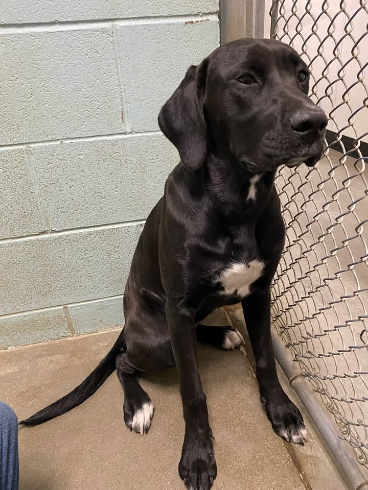 McCook Humane Society