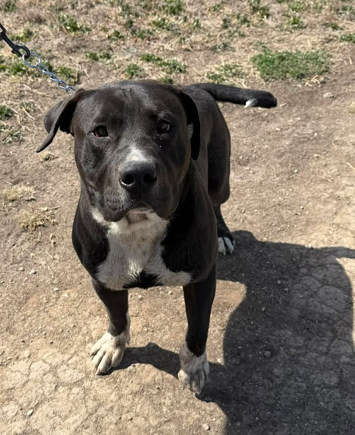 McCook Humane Society