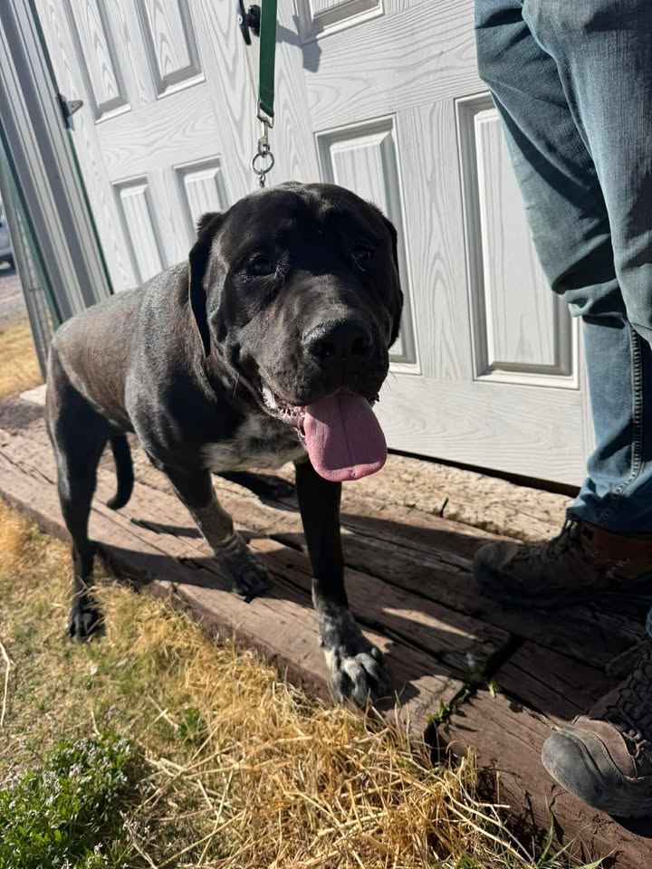 McCook Humane Society