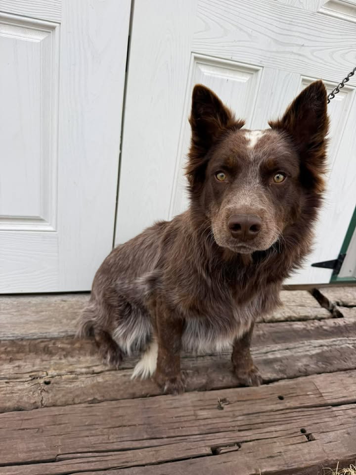 McCook Humane Society