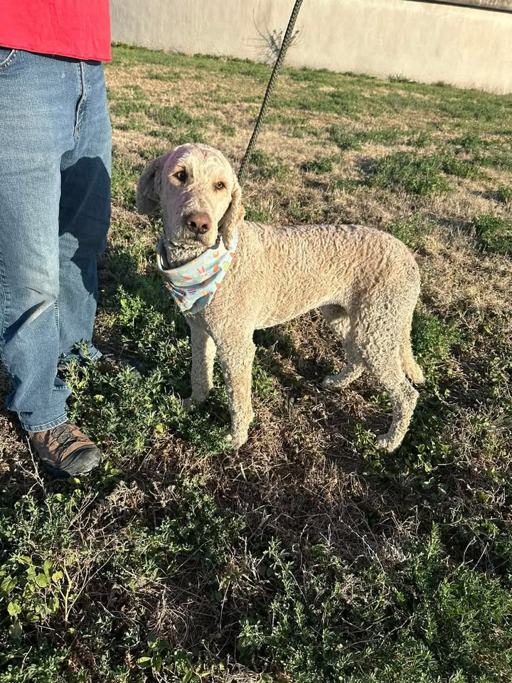 McCook Humane Society