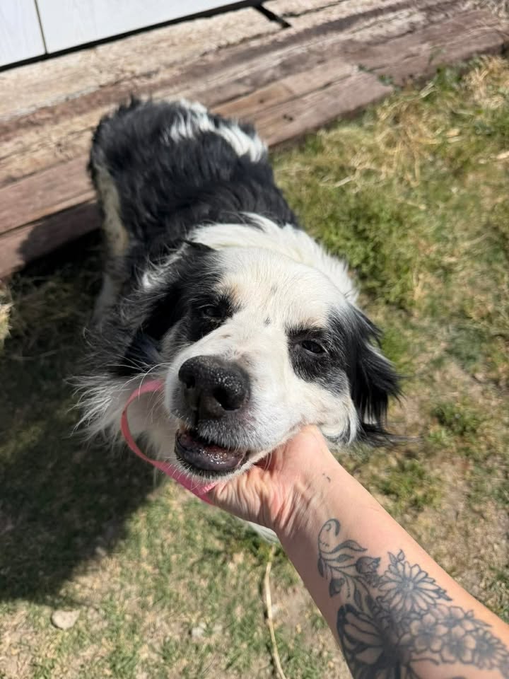 McCook Humane Society