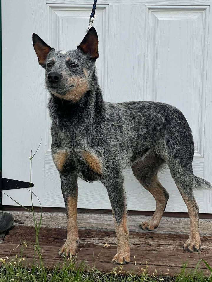 McCook Humane Society