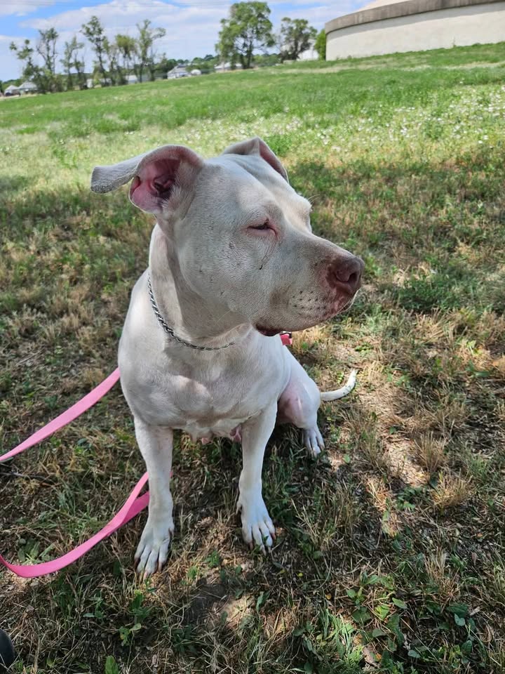 McCook Humane Society