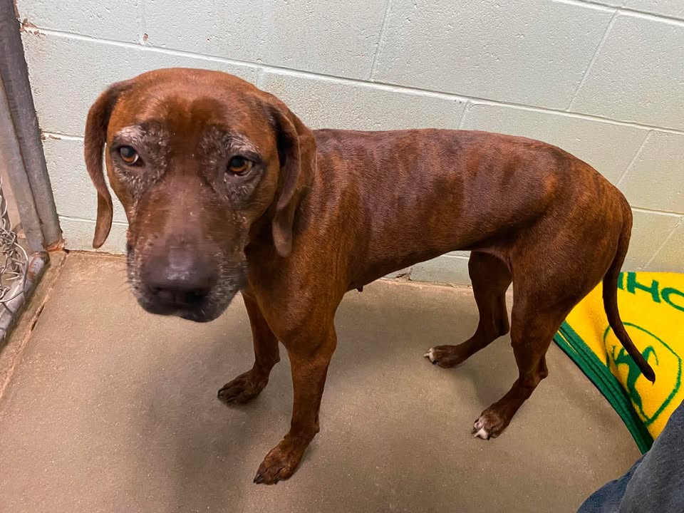 McCook Humane Society