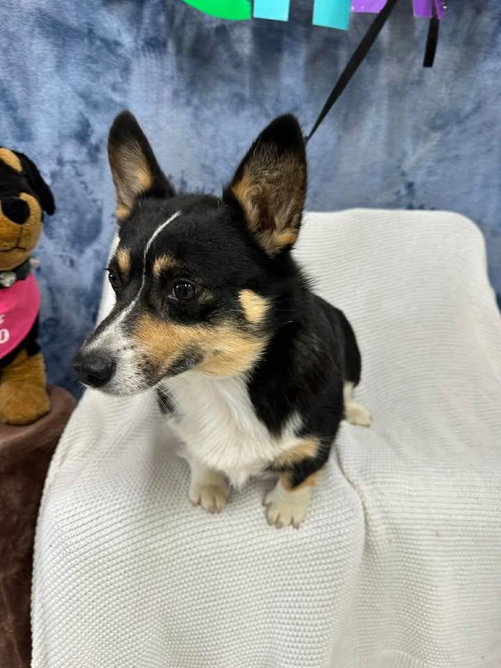 McCook Humane Society