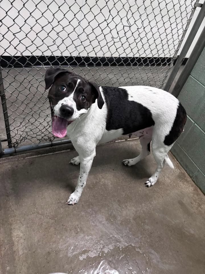 McCook Humane Society
