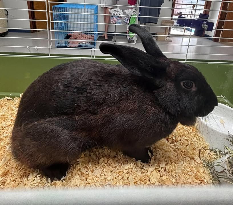 McCook Humane Society