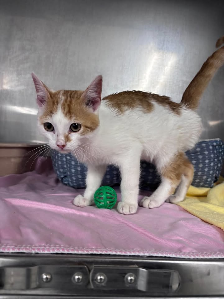 McCook Humane Society